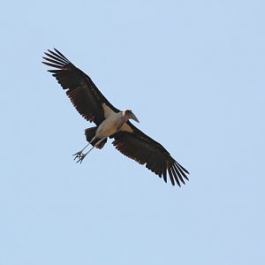 Marabou in flight - wild bird