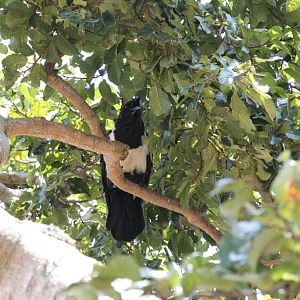 Pied Crow - wild bird