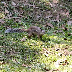 Striped Ground Squirrel - wild animal