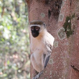 Vervet - wild animal living in the zoo grounds