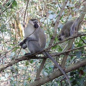 Vervet - wild animal living in the zoo grounds