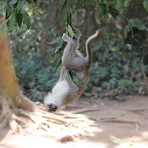 Vervet - wild animal living in the zoo grounds