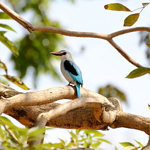Woodland Kingfisher - wild bird