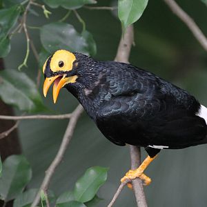 Yellow-faced Myna