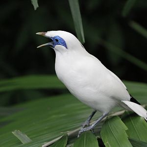 Bali Myna