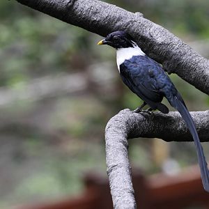 White-necked Myna