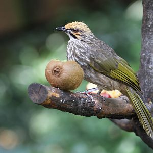 Straw-crowned Bulbul