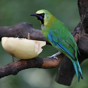 Blue-winged Leafbird