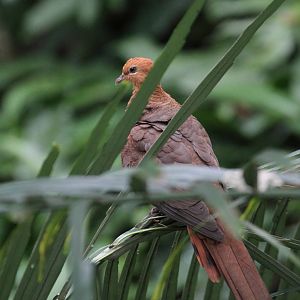 Ruddy Cuckoo-Dove?