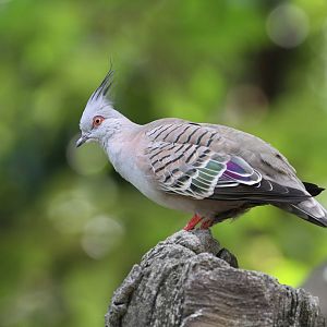 Crested Pigeon