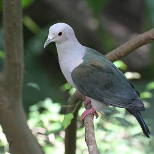 Green Imperial Pigeon