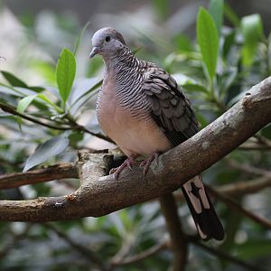 Zebra Dove
