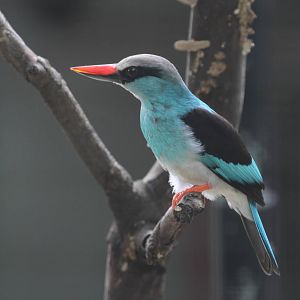 Blue-breasted Kingfisher