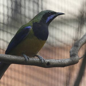 Orange-bellied Leafbird