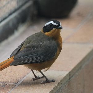 White-browed Robin Chat