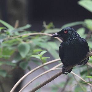 Philippine Glossy Starling