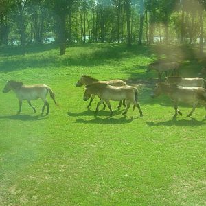 Herd of  Przewalski's horses