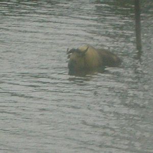 Sichuan Takin in Water