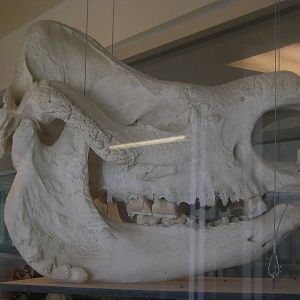 Indian Rhino Skull