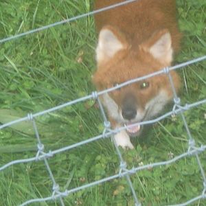Dhole Saying Hello!!!!