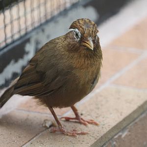 Chinese Hwamei or Melodious Laughingthrush (Garrulax canorus)