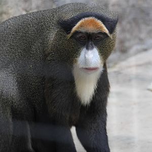 De Brazza's Monkey