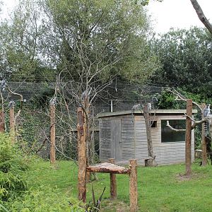 Ring Tailed Lemur Island