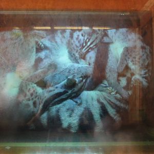 Civet - viewed through a mirror