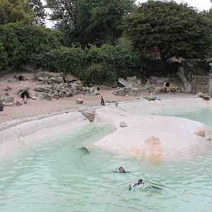Penguin enclosure