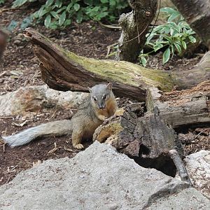 Narrow-striped Mongoose