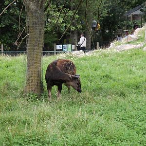 Philippine spotted deer