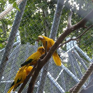 Golden conures