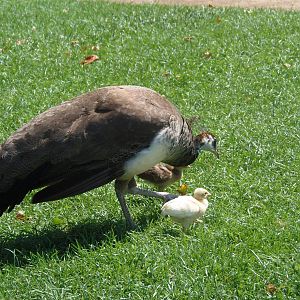 Peafowl with chicks