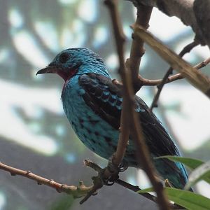 Spangled cotinga