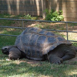 seychelles giant tortoise