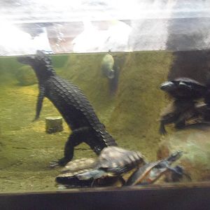 Underwater viewing in the reptile house