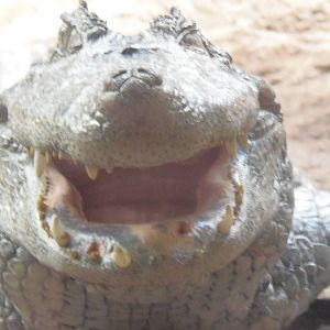 Eye-to-eye with a ...........???