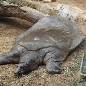 Nile softshell turtle