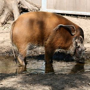 Red river hog