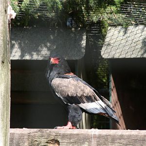 Bateleur