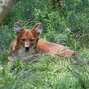 Dhole