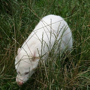 albino racoon