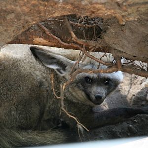 Bat-eared fox