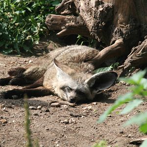 bat-eared fox