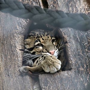Clouded leopard