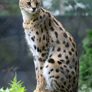 Serval