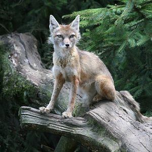 Corsac fox