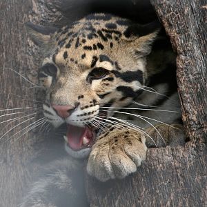 Clouded leopard