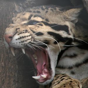Clouded leopard
