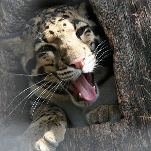 Clouded leopard
